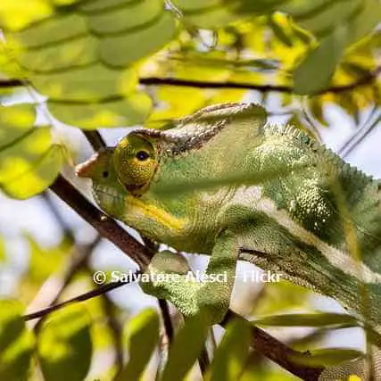 Fauna Nosy Be - Madagascar