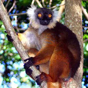 Lemure Macaco di Nosy Komba