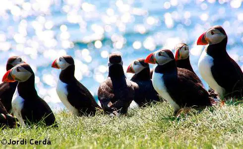 Mykines - Birdwatching - Isole Faroe