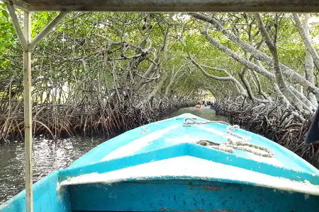tour mangrovie roatan
