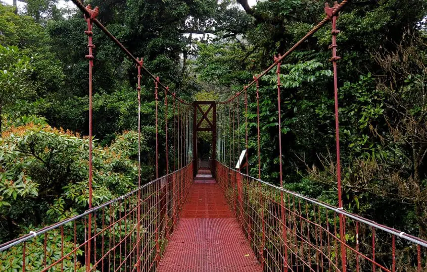 Foresta-Nebulosa-Monteverde-Cosa-Vedere