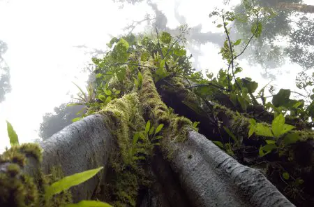 Vegetazione-Foresta-Nebulosa-Monteverde